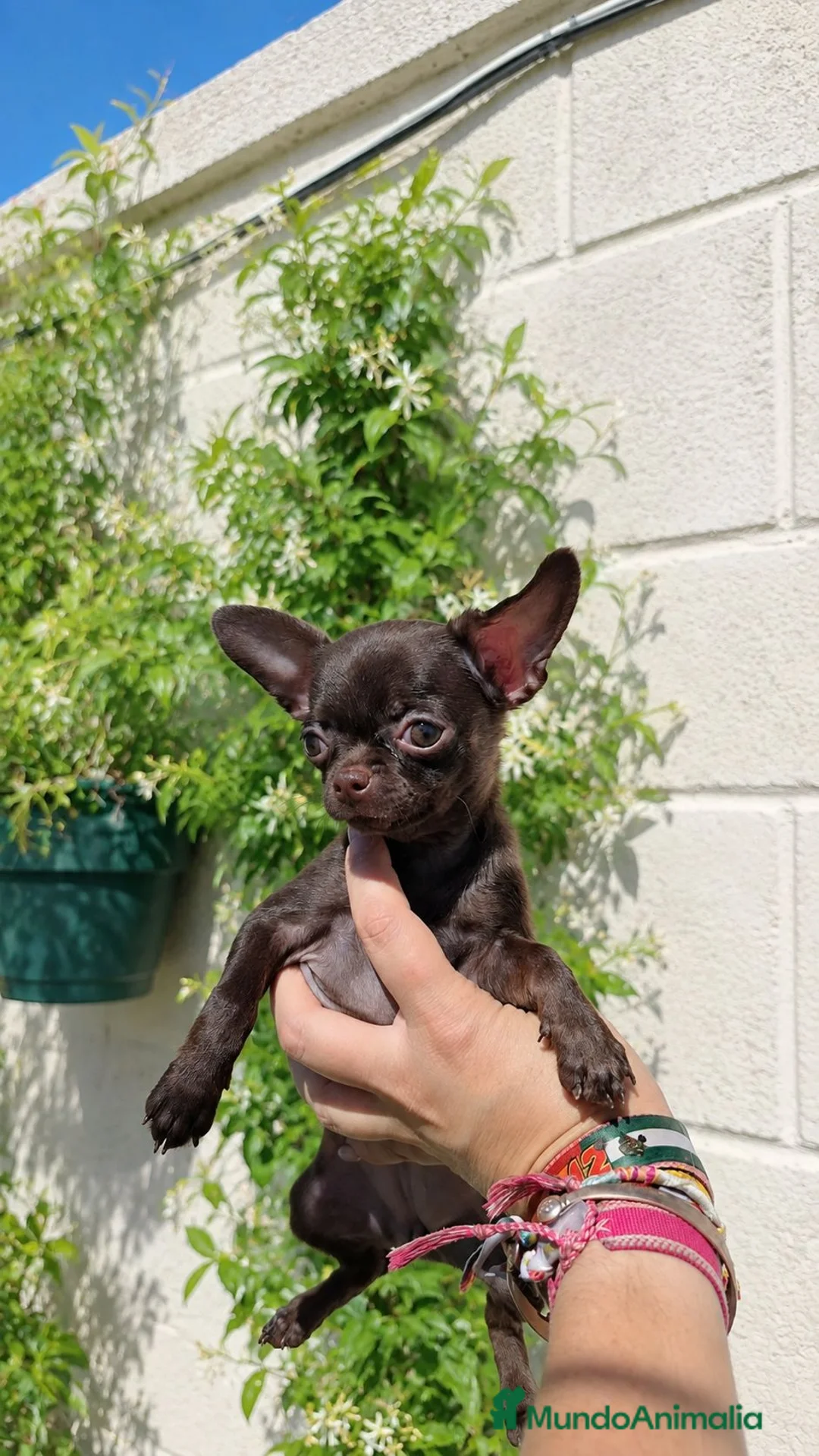 Chihuahua perros en venta: Chihuahuas 🍫 chocolates - Anuncio 2