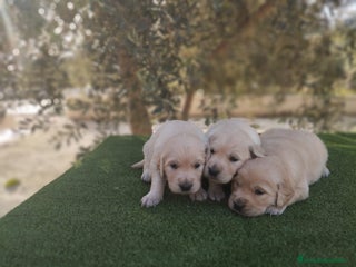 Golden Retriever perros - Anuncio 24