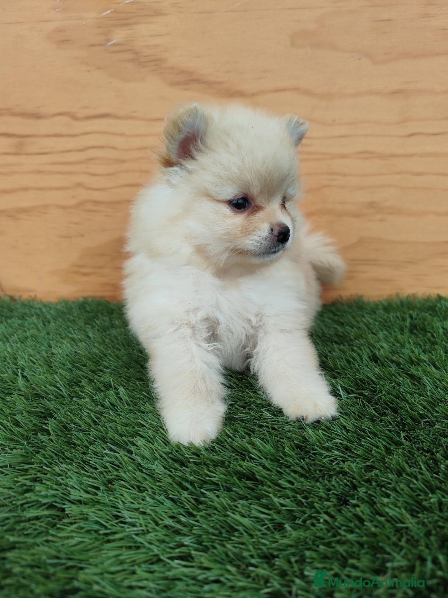 Spitz pequeño - Kleinspitz perros en venta: Spitz pequeño  - Anuncio 3