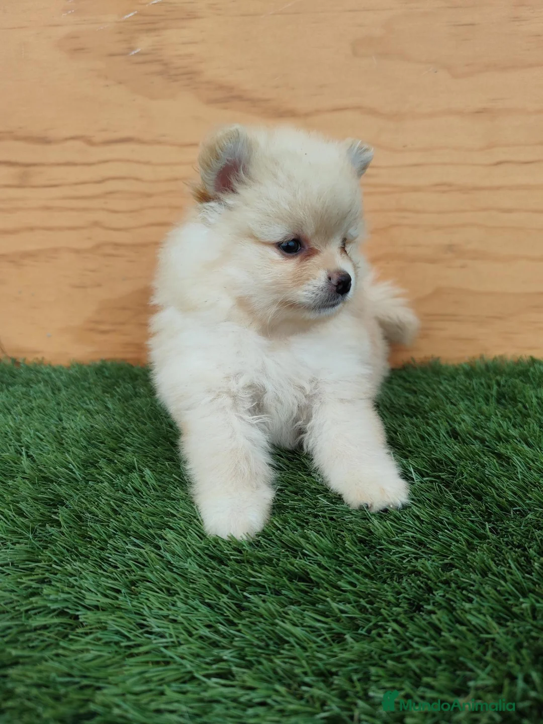 Spitz pequeño - Kleinspitz perros en venta: Spitz pequeño  - Anuncio 1