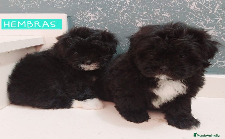 Maltipoo perros - Propaganda 4