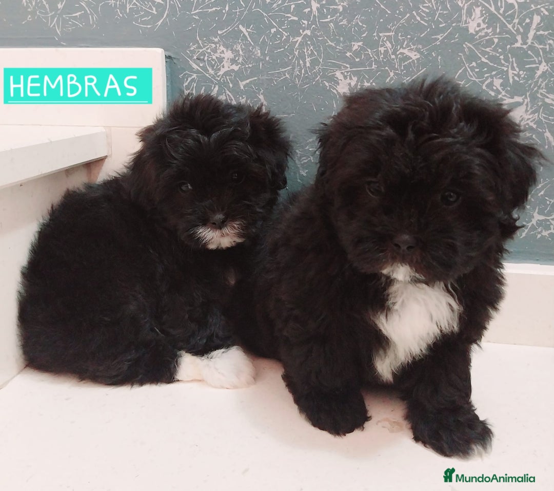 Maltipoo perros en venta: MALTIPOO - Imagen 1