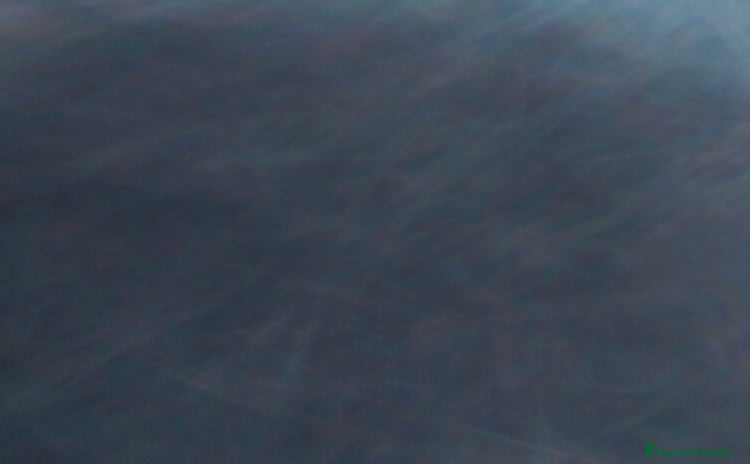 Raza Mixta perros - Anuncio 5