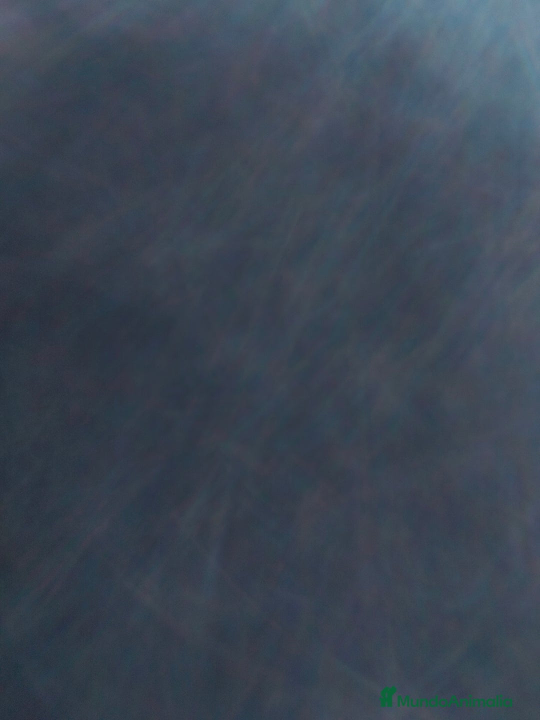 Raza Mixta perros en venta: Golden con bulldog  - Imagen 1