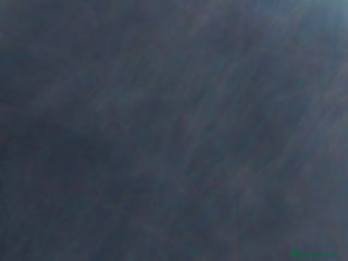 Raza Mixta perros - Anuncio 3