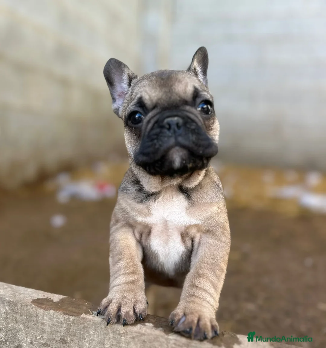 Bulldog Francés perros en venta: Cachorros bulldog francés  - Anuncio 3