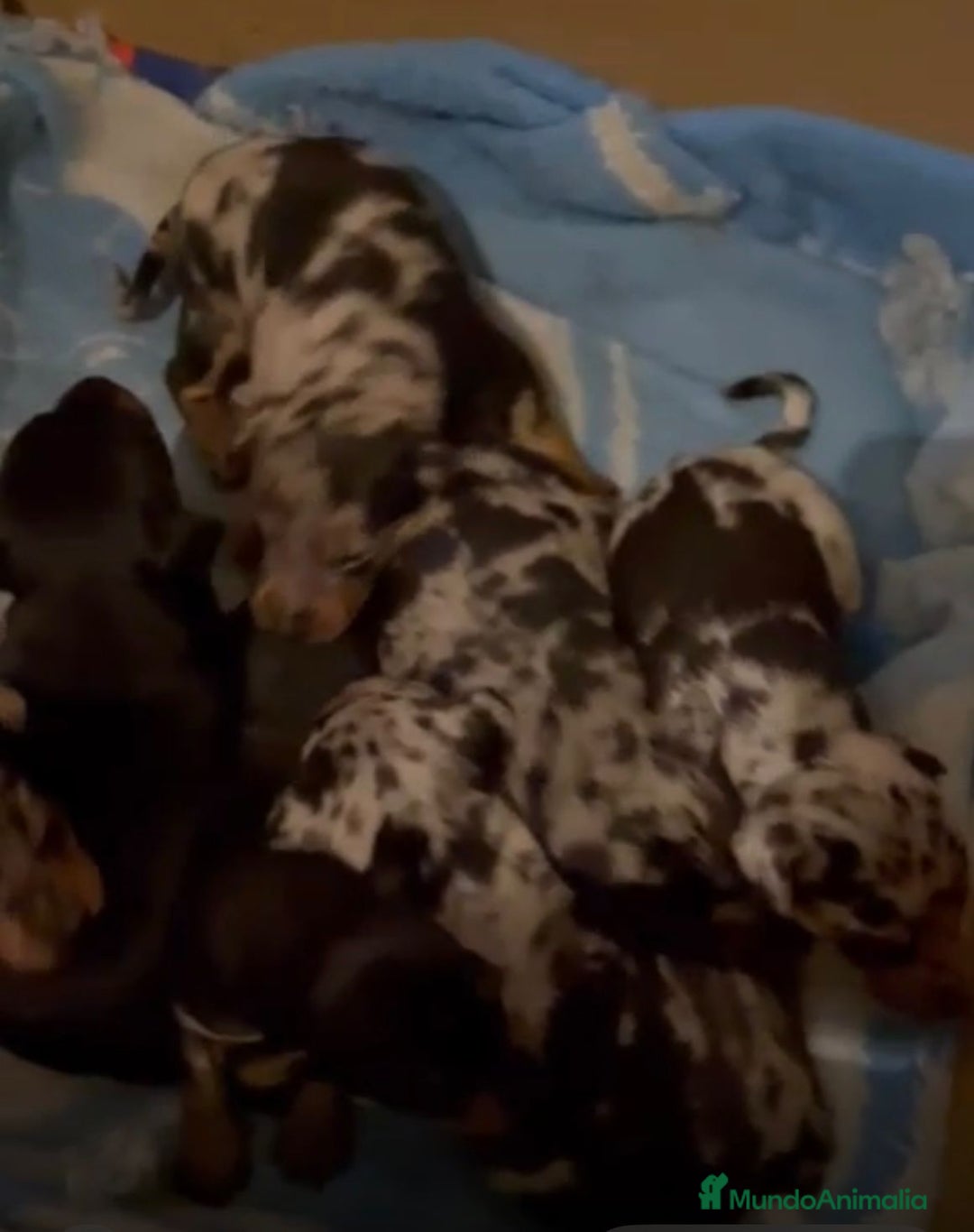 Pinscher Miniatura perros en venta: Pinscher miniatura  - Anuncio 2