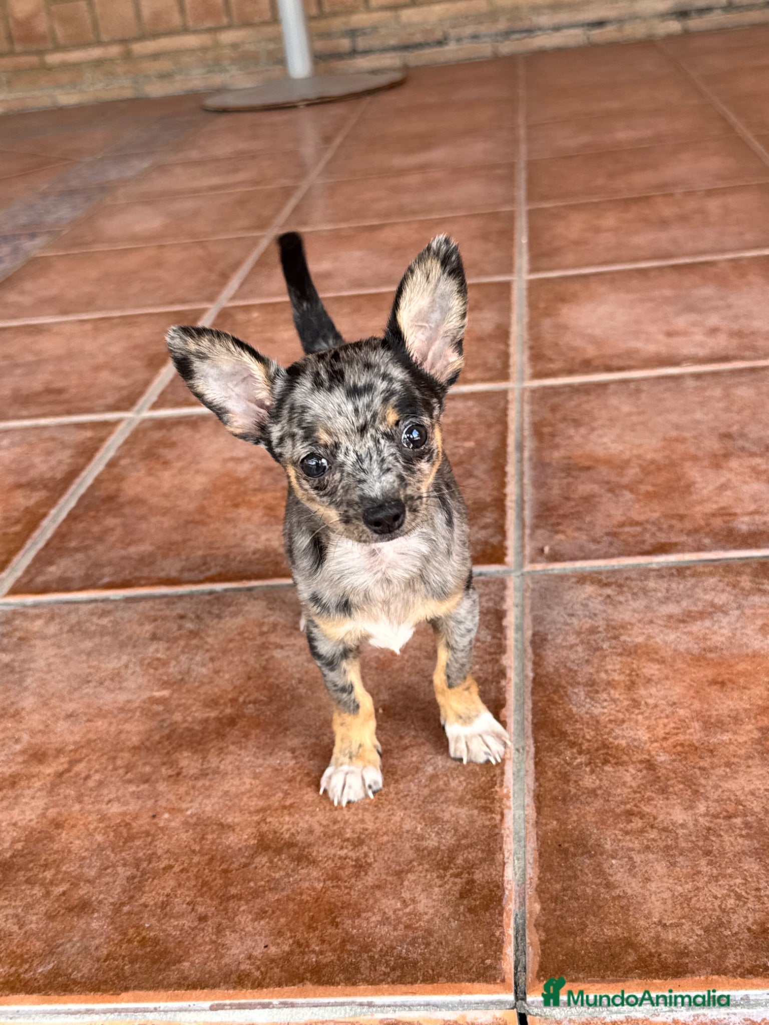 Chihuahua perros CHIHUAHUA MERLE - Anuncio 1