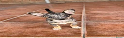 Chihuahua perros en venta: CHIHUAHUA MERLE - Anuncio 1