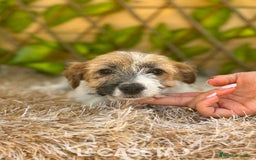Jack Russell Terrier perros en venta: Camada de Nala  en Madrid - Imagen 2