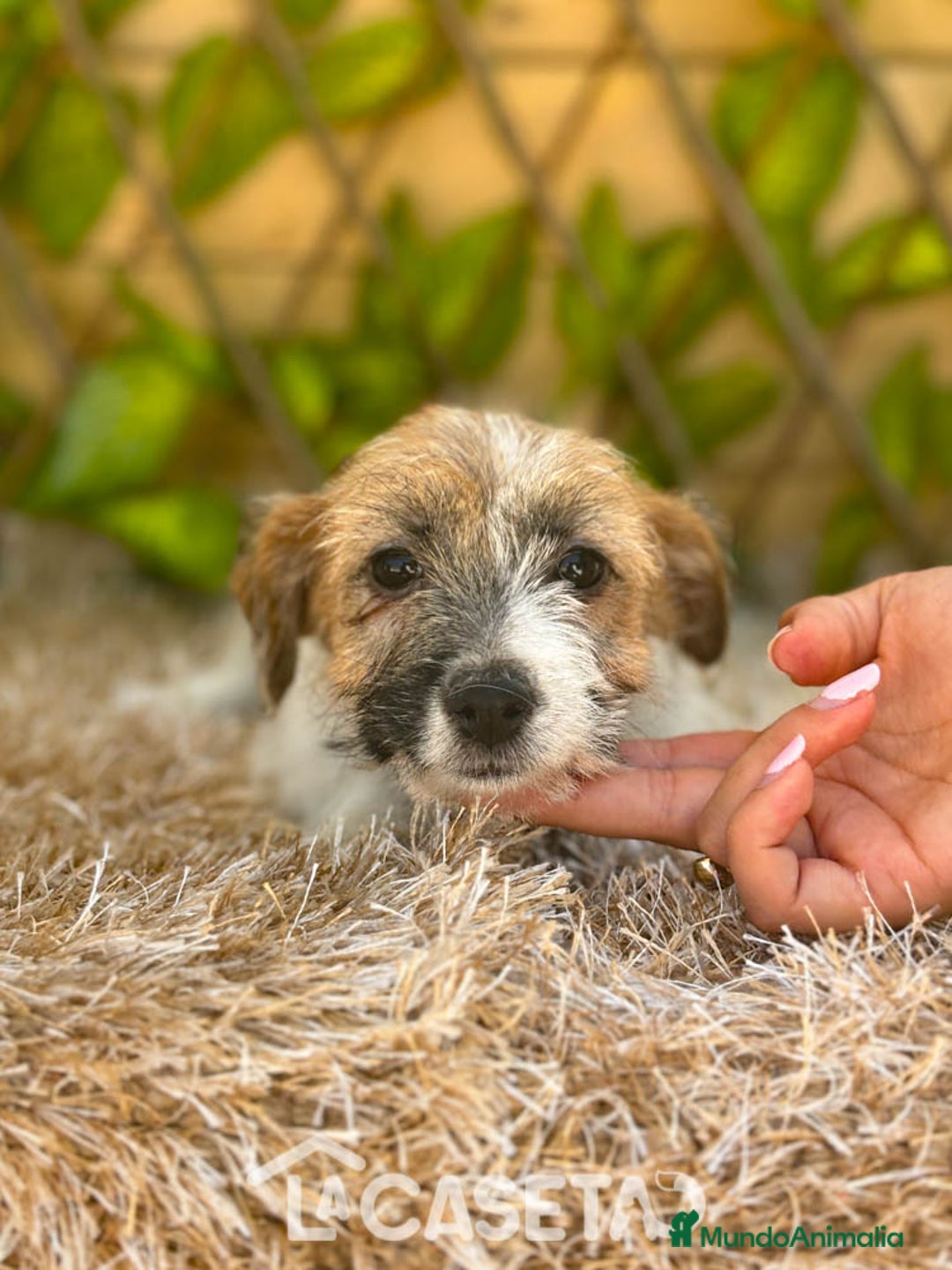Jack Russell Terrier perros en venta: Camada de Nala  en Madrid - Imagen 2