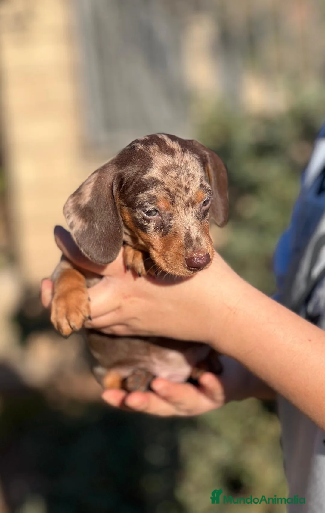 Teckel Miniatura perros en venta: TECKEL CHOCOLATE MERLE OJOS CLAROS! en Barcelona - Anuncio 2