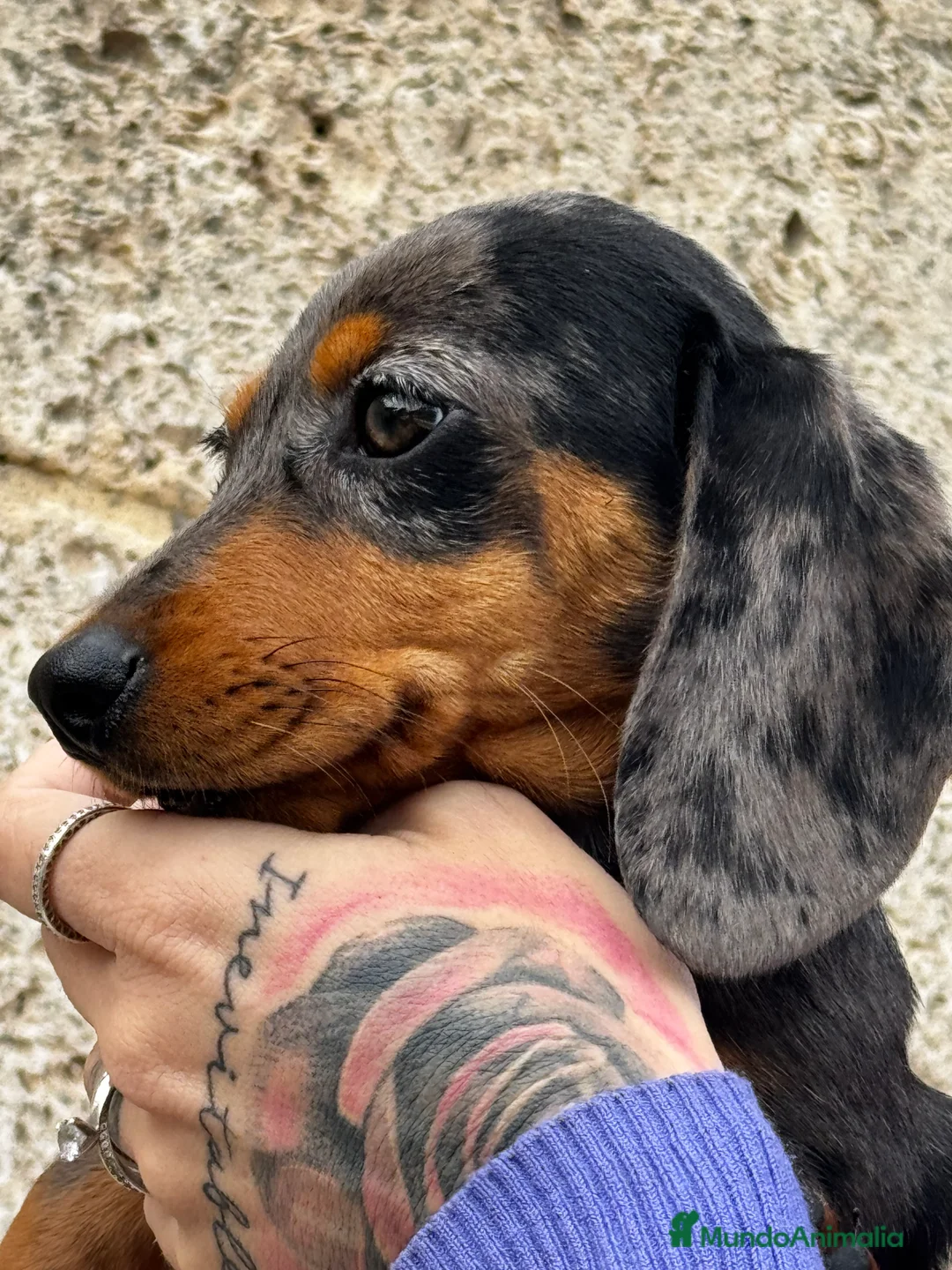 Teckel Miniatura perros en venta: Teckel Arlequín Plata en Illes Balears - Anuncio 5