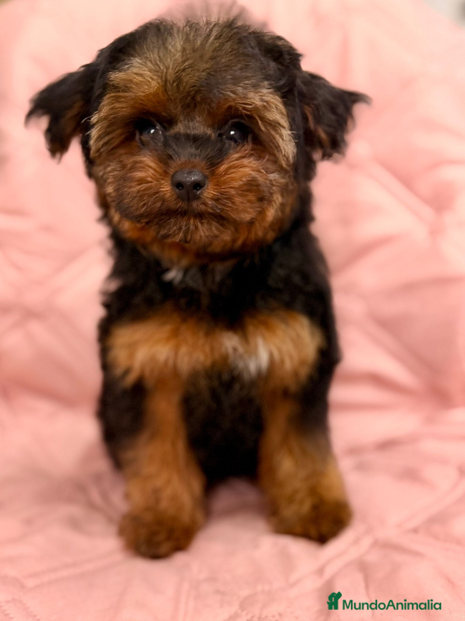Yorkiepoo perros Yorkiepoo - Anuncio 1