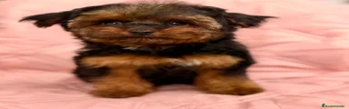 Yorkiepoo Cachorro 1