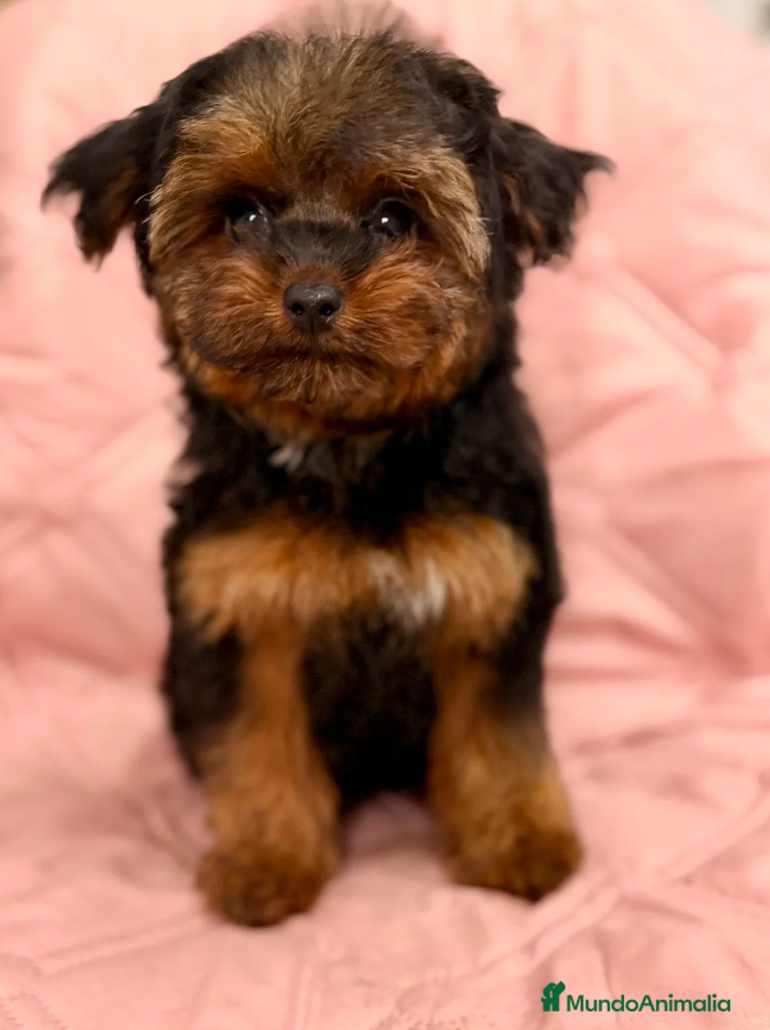 Yorkiepoo perros en venta: Yorkiepoo - Anuncio 1