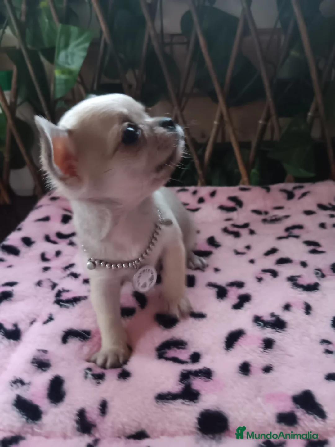 Chihuahua perros en venta: HEMBRITA CHIHUAHUA TOYS en Murcia - Anuncio 3