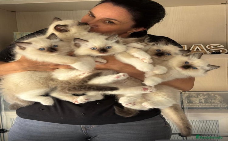 Ragdoll gatos Gatitos Ragdol Seal Mitted - Anuncio 4