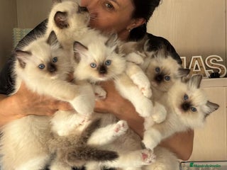 Ragdoll gatos Gatitos Ragdol Seal Mitted - Anuncio 27