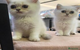 Británico de Pelo Corto gatos en venta: Cachorros british  - Imagen 3
