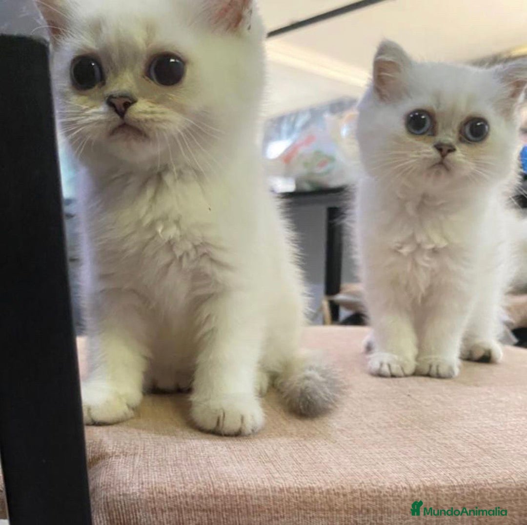 Británico de Pelo Corto gatos en venta: Cachorros british  - Imagen 3
