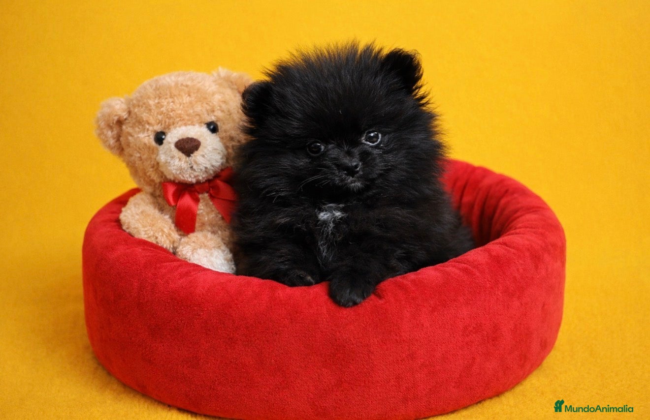 Pomerania perros Pomerania  - Anuncio 3