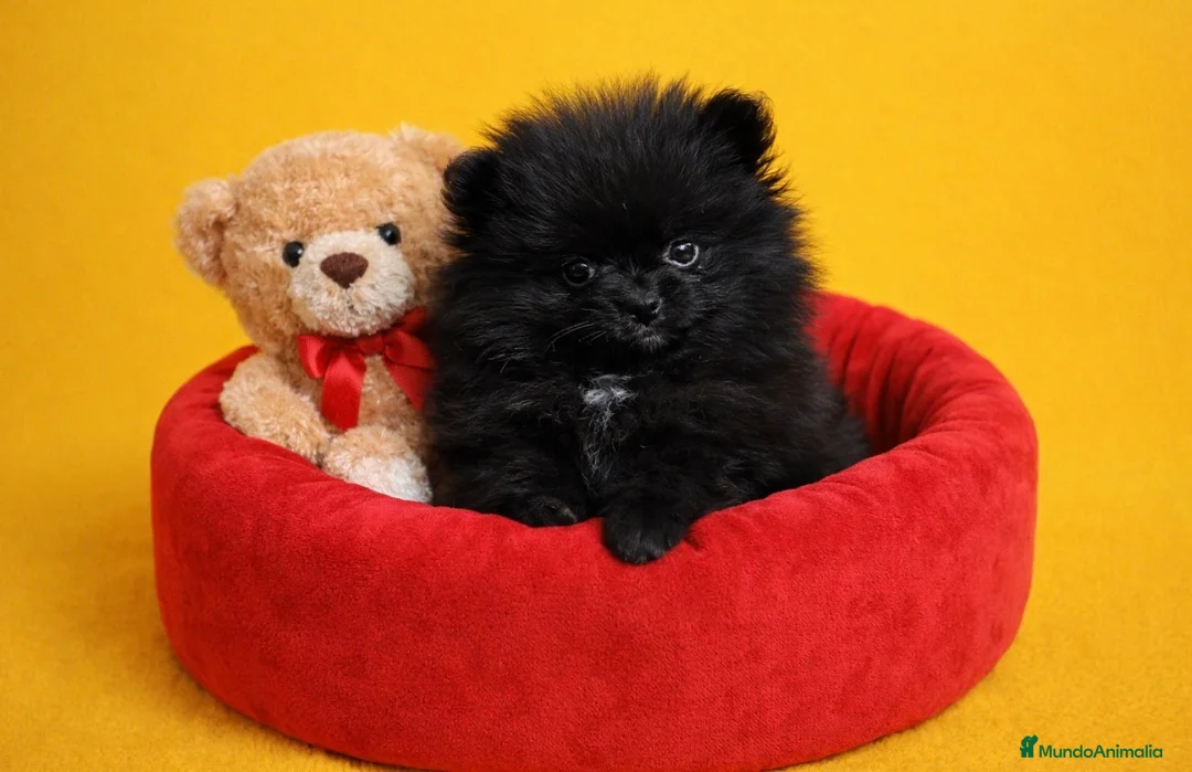 Pomerania perros en venta: Pomerania  - Anuncio 1