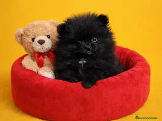 Pomerania perros Pomerania - Anuncio 3