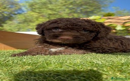 Perro de Agua Español perros en venta: PERRO DE AGUA HEMBRA - Imagen 19