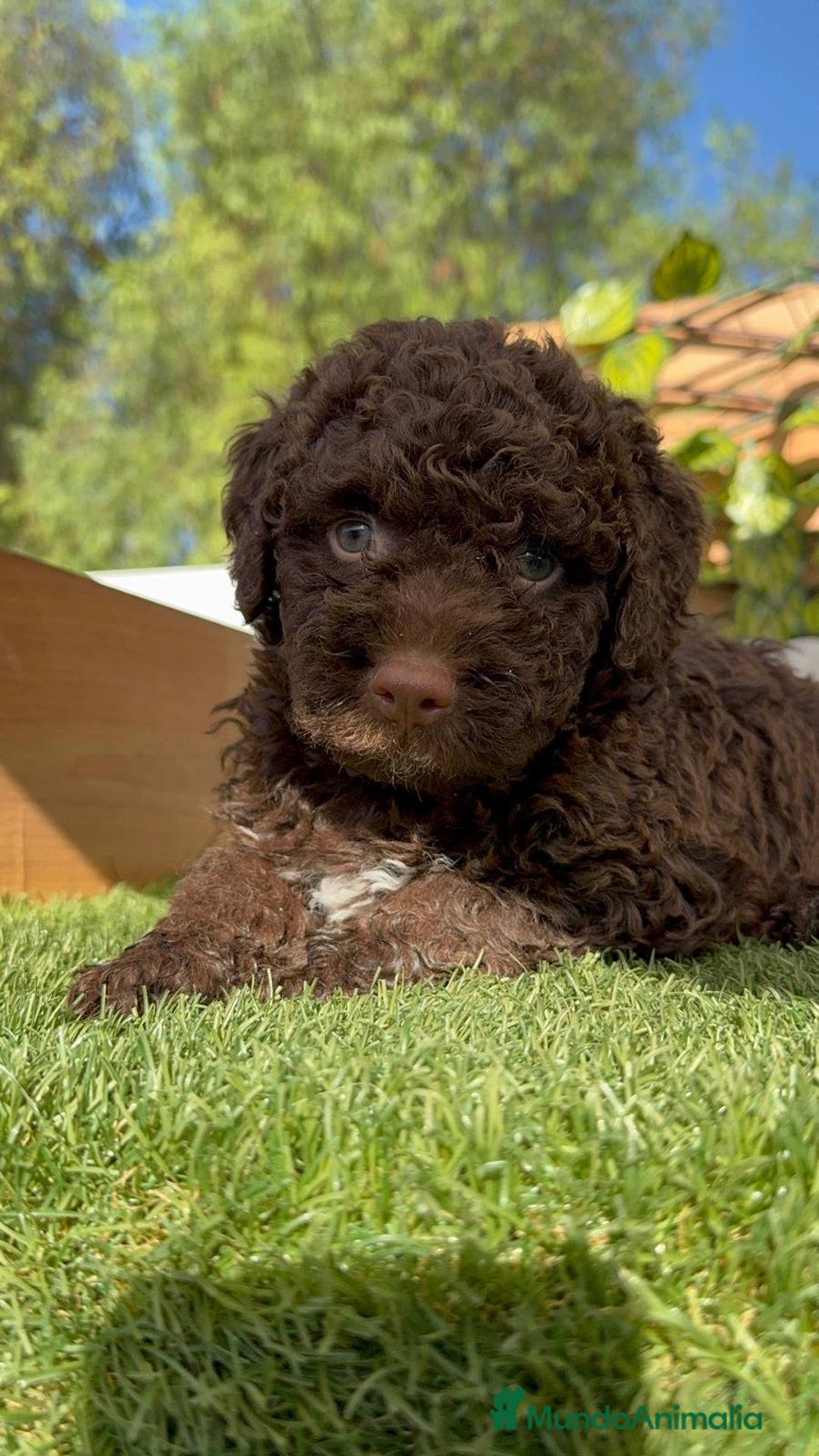 Perro de Agua Español perros en venta: PERRO DE AGUA HEMBRA - Imagen 19