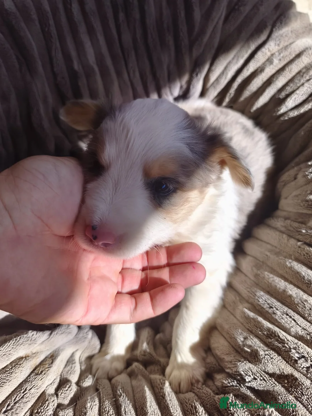 Border Collie perros en venta: BORDER COLLIE HEMBRA TRICOLOR MERLE - Anuncio 2