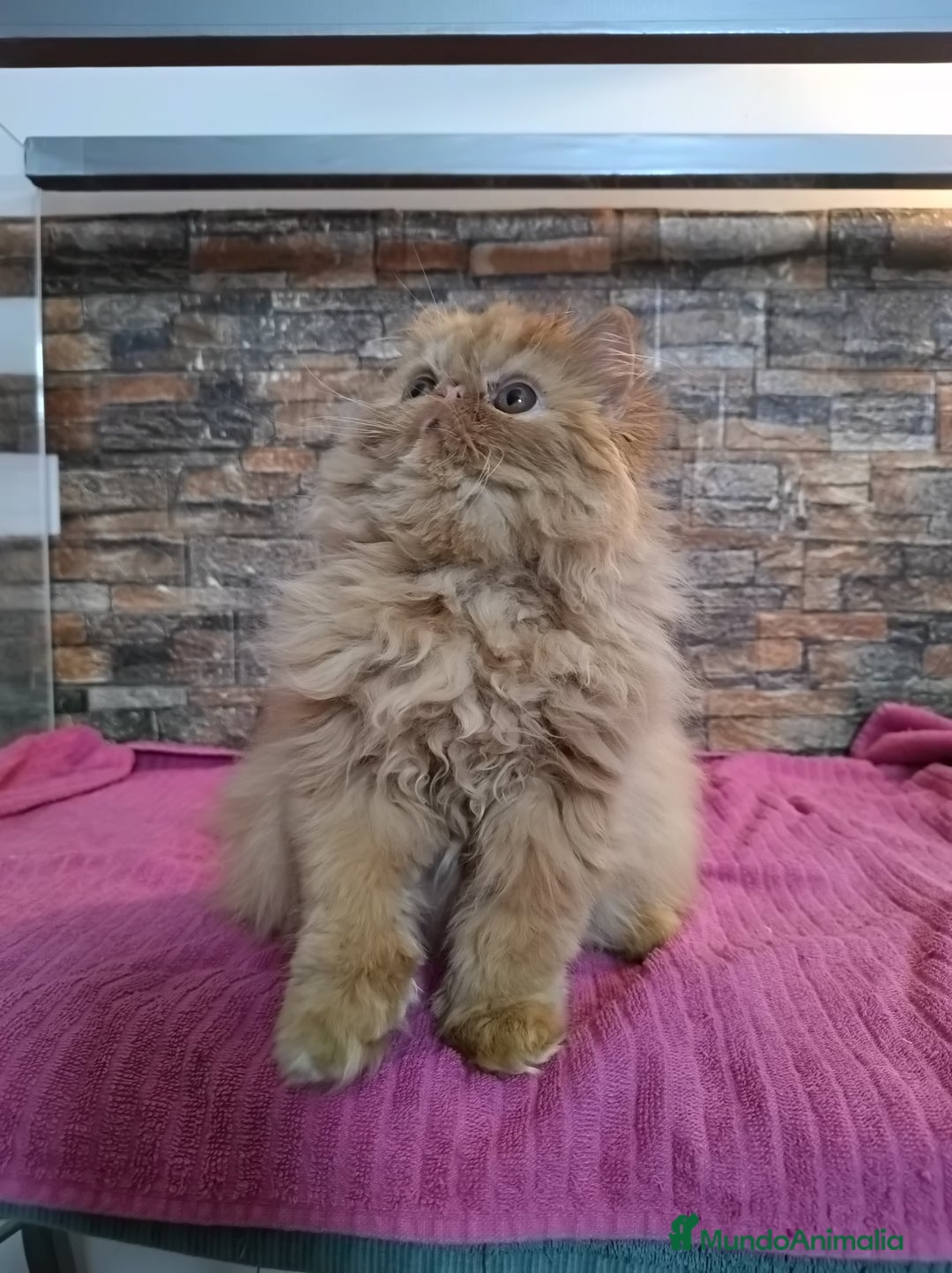 Persa gatos en venta: Gatita Persa Roja - Anuncio 4