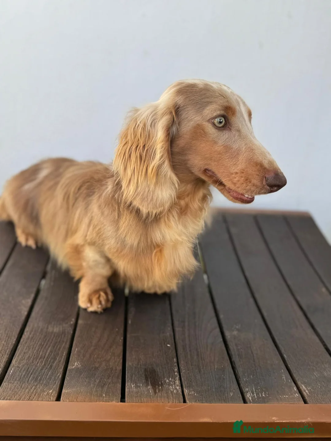 Teckel Miniatura perros para monta: TECKEL ALERKIN ISABELA PELO LARGO - Anuncio 2