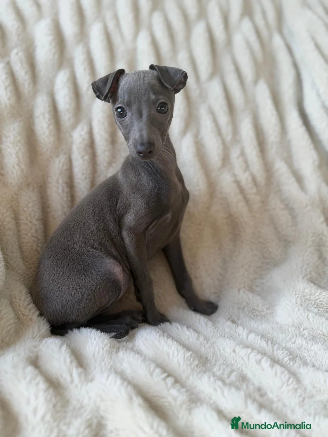 Pequeño Lebrel Italiano perros en venta: Piccolo Galgo Italiano Finca Paunais  - Anuncio 2