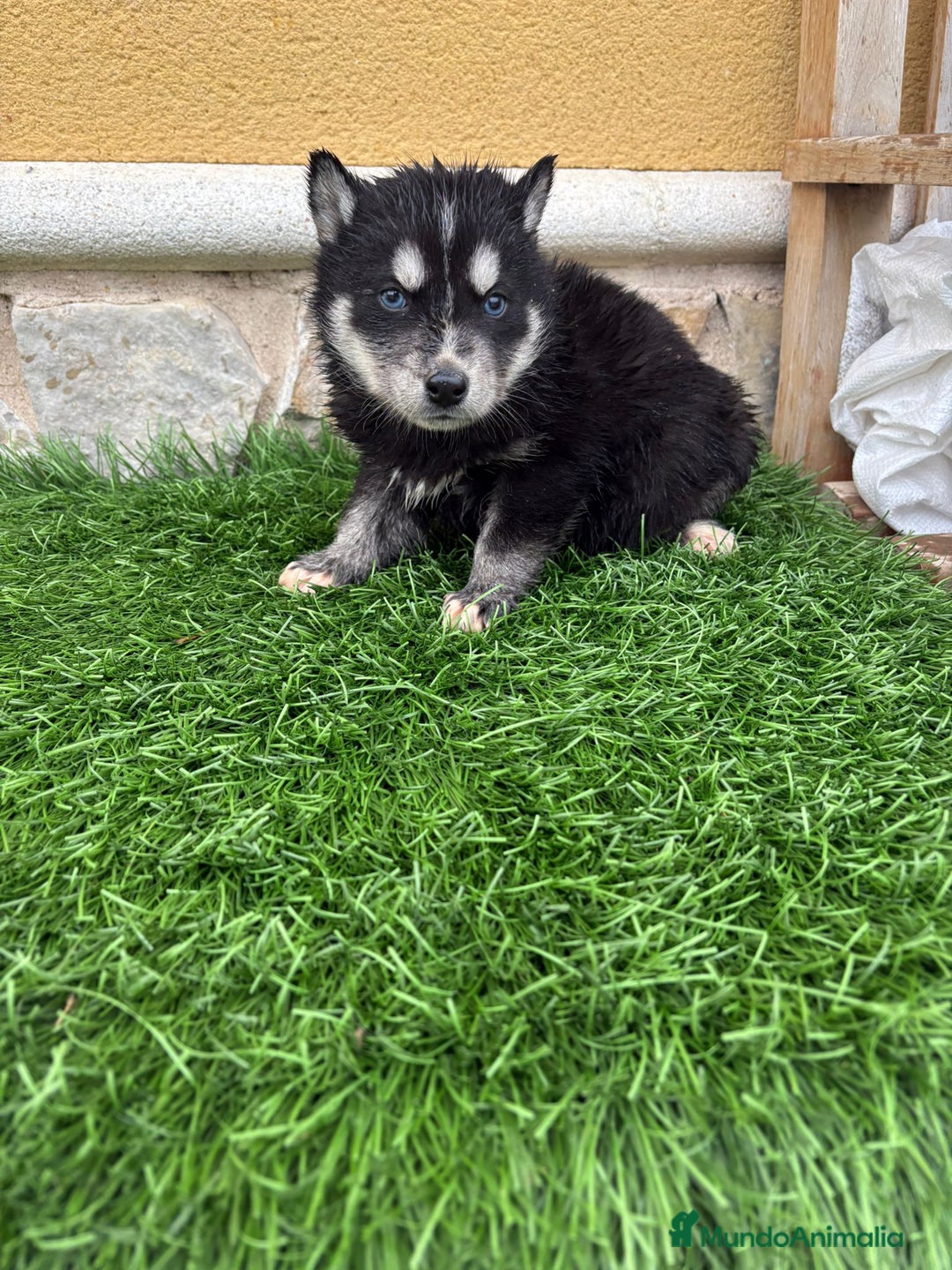 Husky Siberiano perros en venta: Cachorro de Husky Siberiano macho  - Anuncio 12