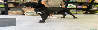 Dogo Alemán 5