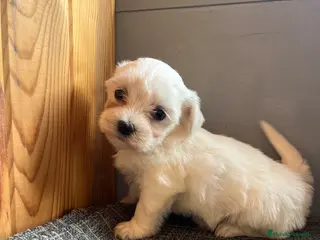Bichón Maltés perros Cachorritos de Bichon maltés 🤎🐾 - Anuncio 1