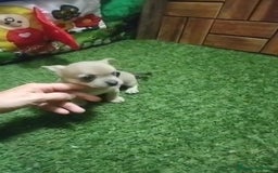 Chihuahua perros en venta: Chihuahua cabeza manzana  - Imagen 4