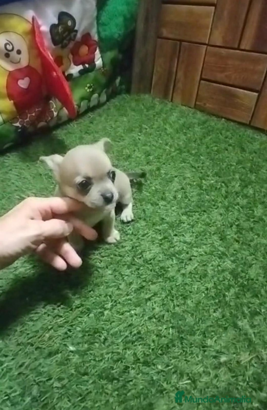 Chihuahua perros en venta: Chihuahua cabeza manzana  - Imagen 4
