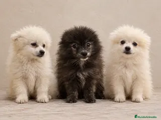 Pomerania perros Pomerania hembra - Anuncio 10