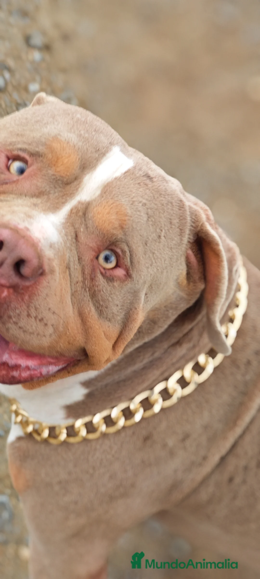 American Bully perros en venta: Bully XL  - Anuncio 2