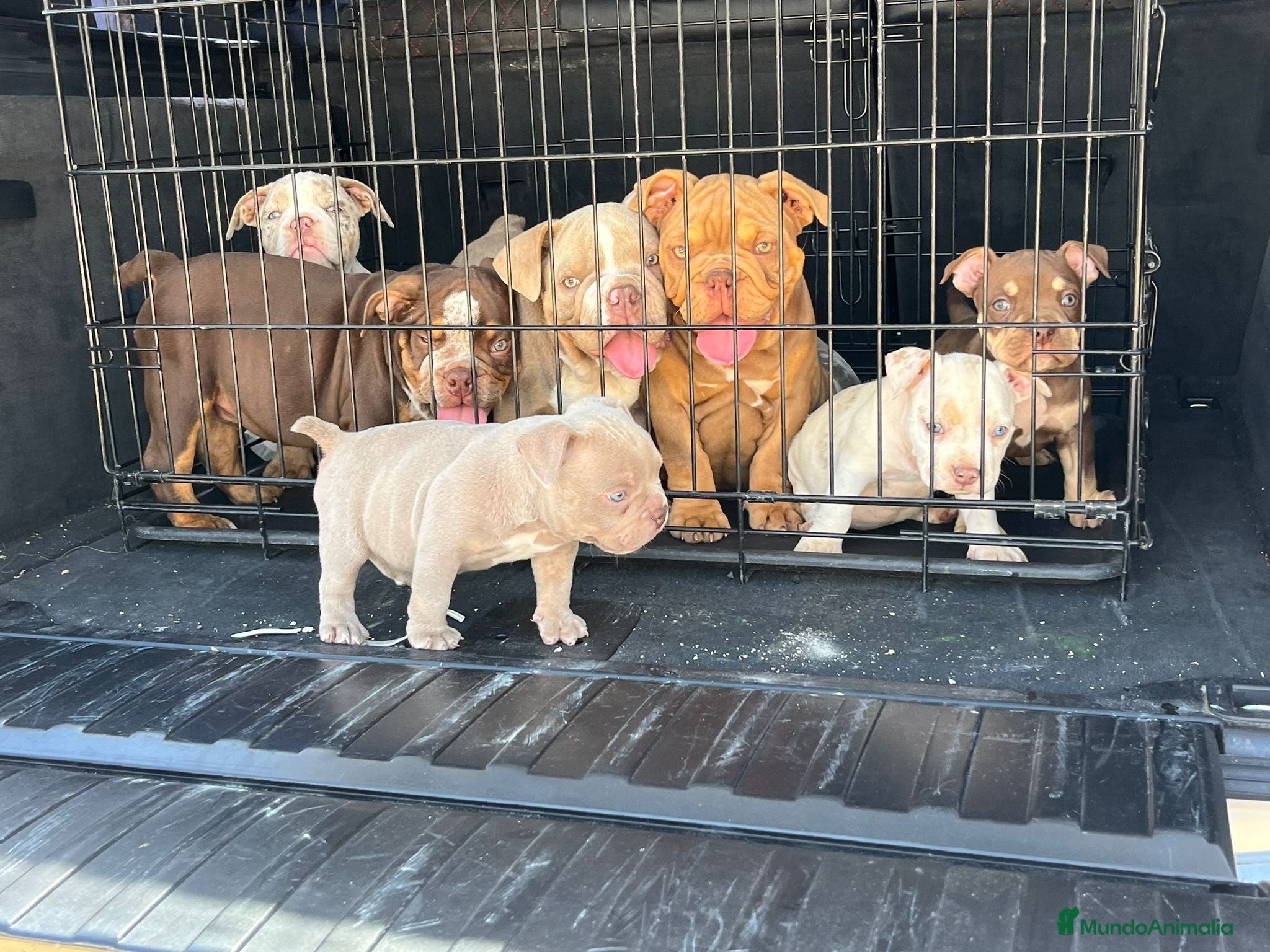 American Bully perros American Bully en Illes Balears - Anuncio 2