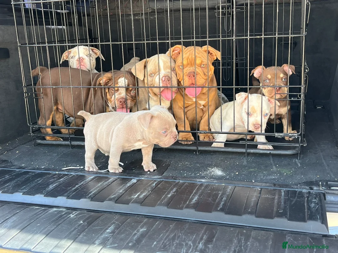 American Bully perros en venta: American Bully en Illes Balears - Anuncio 2