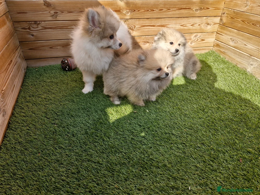 Pomerania perros en venta: POMERANIA en Barcelona - Anuncio 2
