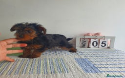 Yorkshire Terrier perros en venta: Yorkshire miniatura  - Imagen 4