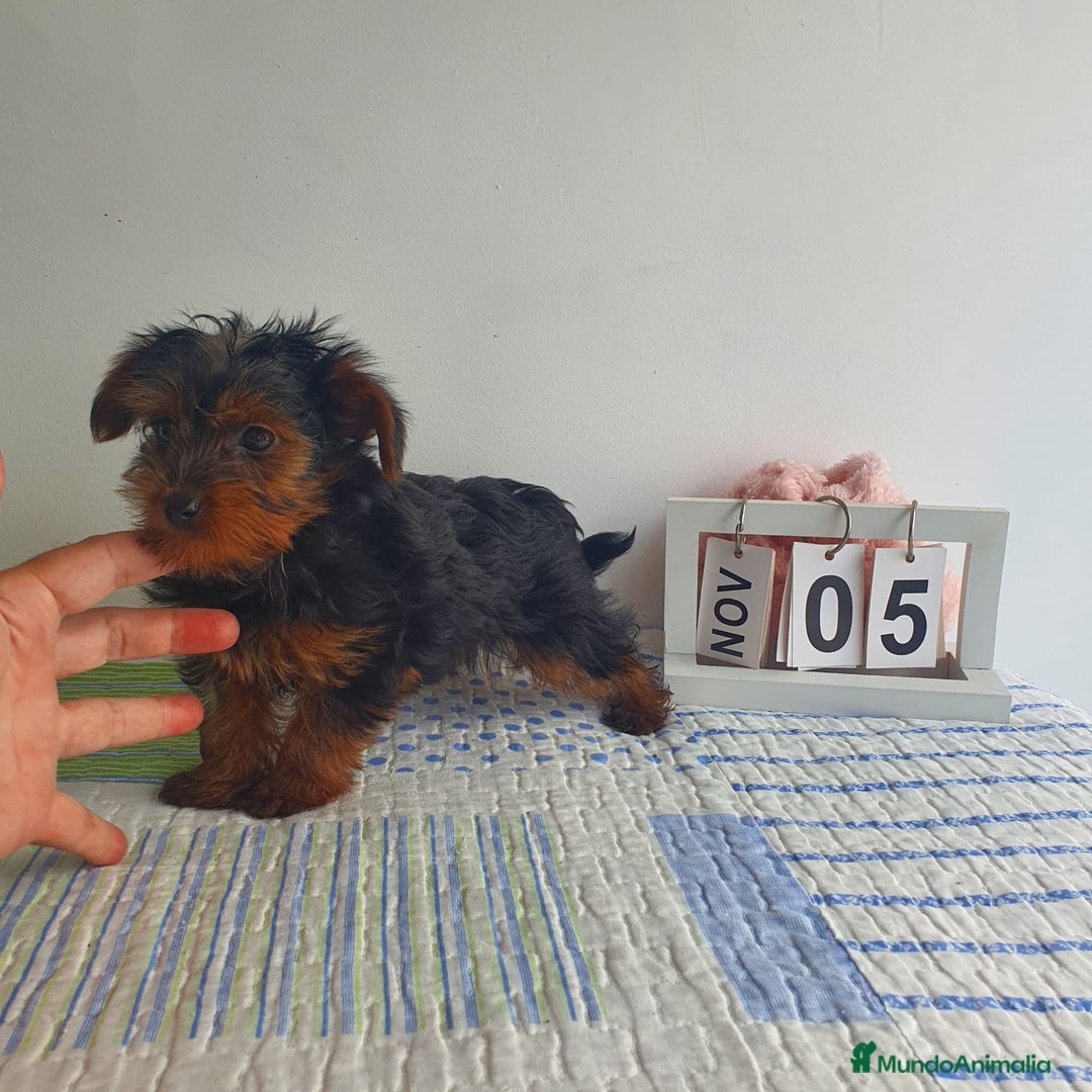 Yorkshire Terrier perros en venta: Yorkshire miniatura  - Imagen 4
