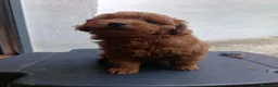 Caniche Toy perros en venta: Caniche toy  - Anuncio 3