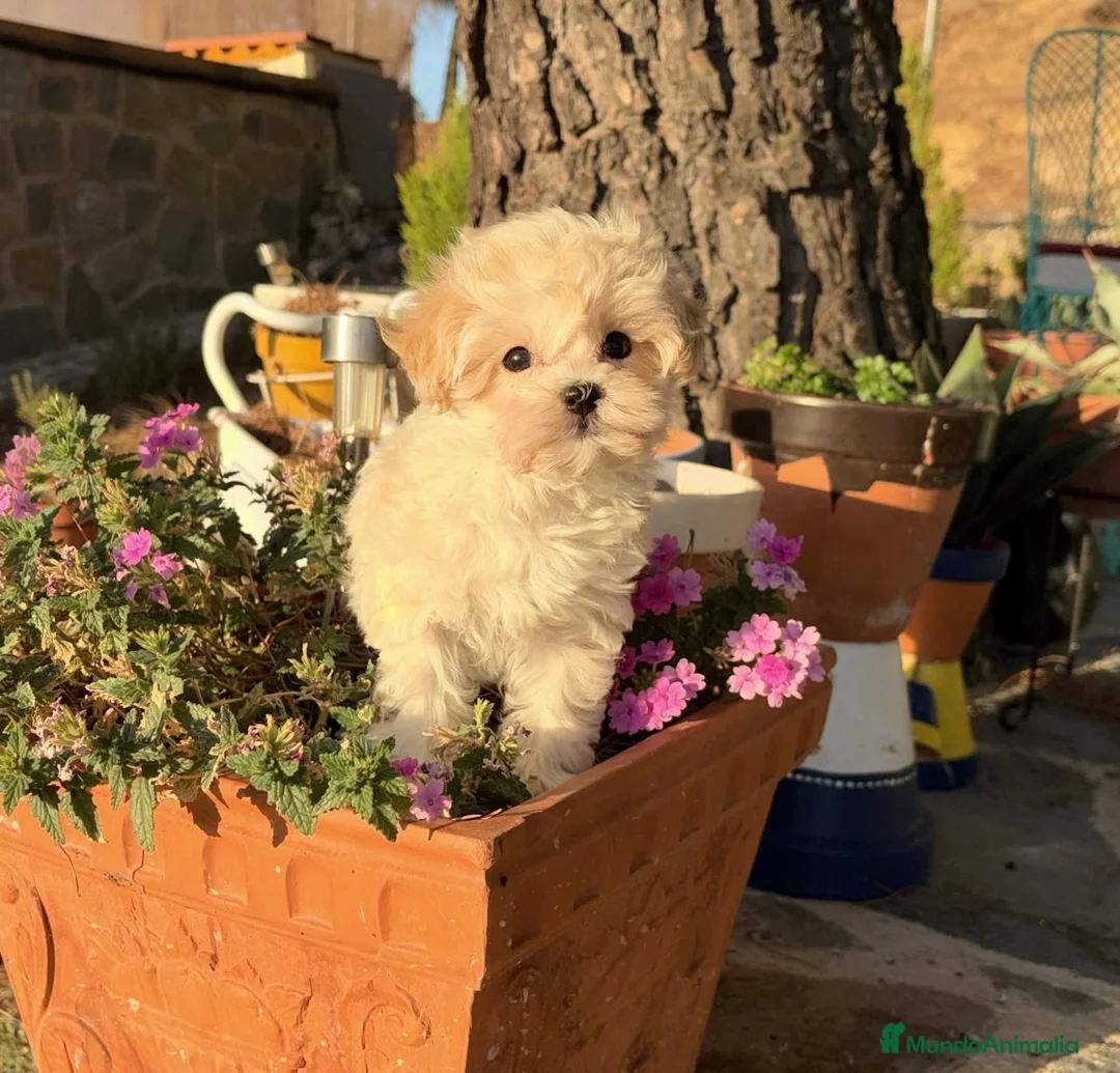 Maltipoo perros en venta: Maltipoo toy hembra disponible  - Anuncio 2