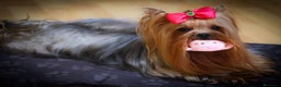 Yorkshire Terrier perros en venta: Disponible en Vizcaya - Anuncio 2