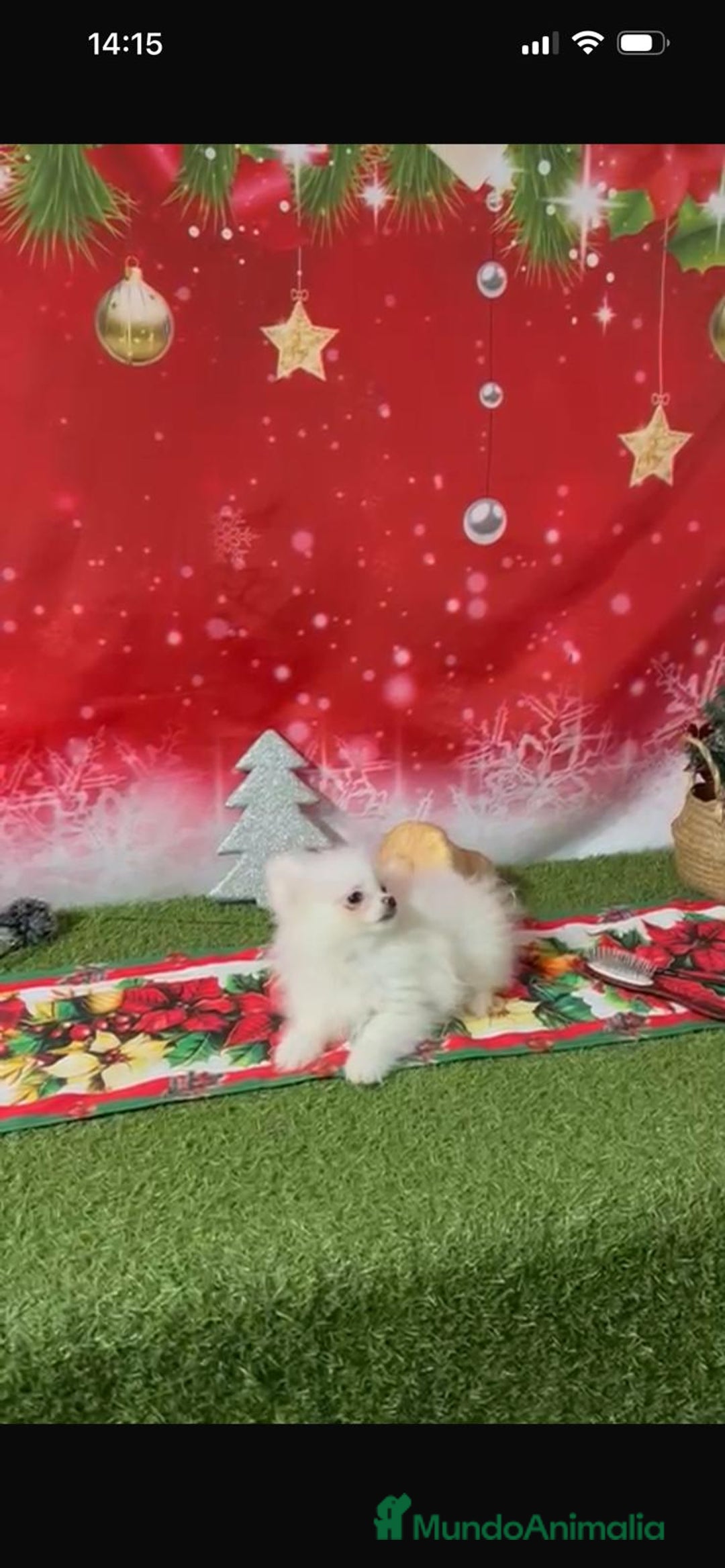 Pomerania perros en venta: POMERANIA LULÚ - Anuncio 4